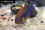 centropyge potteri centropyge potteri