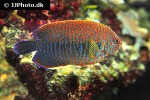centropyge potteri centropyge potteri