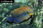 centropyge potteri centropyge potteri