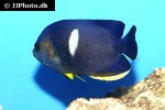 centropyge tibicen centropyge tibicen