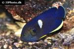 centropyge tibicen centropyge tibicen