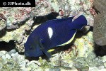 centropyge tibicen centropyge tibicen
