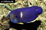 centropyge tibicen centropyge tibicen