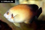 centropyge vrolikii centropyge vrolikii