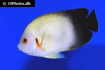 centropyge vrolikii centropyge vrolikii