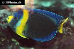 chaetodontoplus duboulayi chaetodontoplus duboulayi