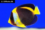 chaetodontoplus duboulayi chaetodontoplus duboulayi