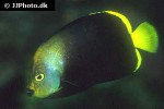 chaetodontoplus melanosoma chaetodontoplus melanosoma