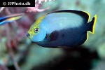 chaetodontoplus melanosoma chaetodontoplus melanosoma