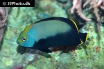 chaetodontoplus melanosoma chaetodontoplus melanosoma