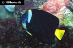 chaetodontoplus meredithi chaetodontoplus meredithi