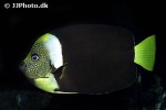 chaetodontoplus meredithi chaetodontoplus meredithi