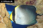 chaetodontoplus mesoleucus chaetodontoplus mesoleucus