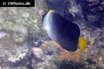 chaetodontoplus mesoleucus chaetodontoplus mesoleucus