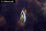 chaetodontoplus mesoleucus chaetodontoplus mesoleucus