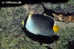 chaetodontoplus mesoleucus chaetodontoplus mesoleucus