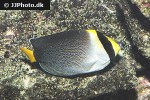 chaetodontoplus mesoleucus chaetodontoplus mesoleucus