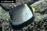 chaetodontoplus mesoleucus chaetodontoplus mesoleucus