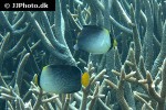 chaetodontoplus mesoleucus chaetodontoplus mesoleucus