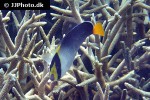 chaetodontoplus mesoleucus chaetodontoplus mesoleucus