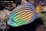 chaetodontoplus septentrionalis chaetodontoplus septentrionalis
