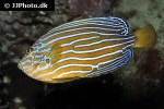 chaetodontoplus septentrionalis chaetodontoplus septentrionalis