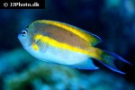 genicanthus bellus genicanthus bellus