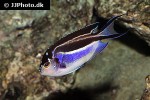 genicanthus bellus genicanthus bellus