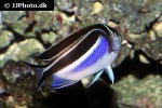 genicanthus bellus genicanthus bellus