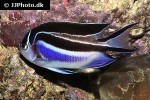 genicanthus bellus genicanthus bellus
