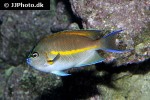 genicanthus bellus genicanthus bellus