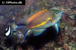 genicanthus bellus genicanthus bellus