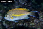 genicanthus bellus genicanthus bellus