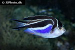 genicanthus bellus genicanthus bellus