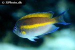 genicanthus bellus genicanthus bellus