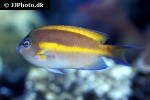 genicanthus bellus genicanthus bellus