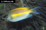 genicanthus bellus genicanthus bellus