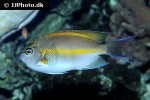 genicanthus bellus genicanthus bellus