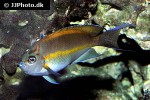 genicanthus bellus genicanthus bellus