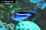 genicanthus bellus genicanthus bellus