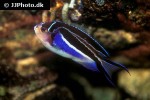 genicanthus bellus genicanthus bellus