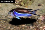 genicanthus bellus genicanthus bellus