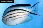 genicanthus lamarck genicanthus lamarck