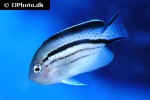 genicanthus lamarck genicanthus lamarck