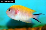 genicanthus melanospilos genicanthus melanospilos