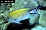 genicanthus melanospilos genicanthus melanospilos