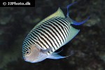 genicanthus melanospilos genicanthus melanospilos