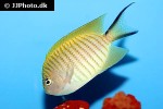 genicanthus melanospilos genicanthus melanospilos