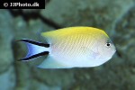 genicanthus melanospilos genicanthus melanospilos