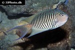 genicanthus melanospilos genicanthus melanospilos